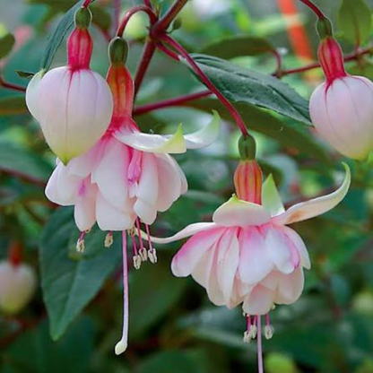 Fuchsia 'Pink Marshmallow' Rare Live Flowering Plant