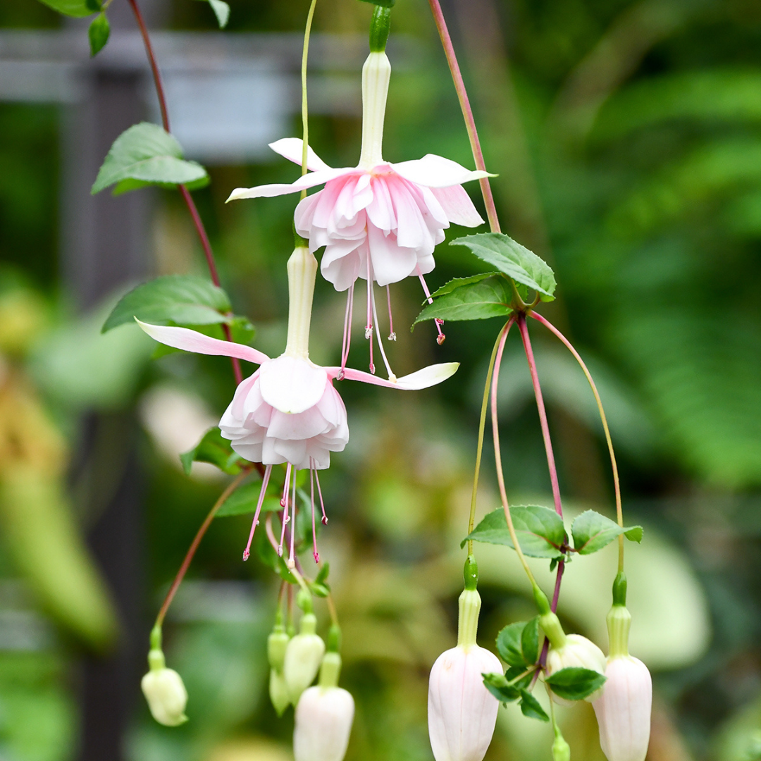 Fuchsia 'Pink Marshmallow' Rare Live Flowering Plant