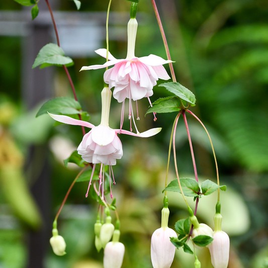 Fuchsia 'Pink Marshmallow' Rare Live Flowering Plant