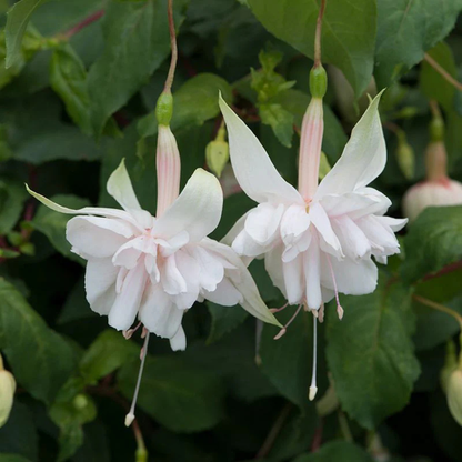 Fuchsia 'Pink Marshmallow' Rare Live Flowering Plant