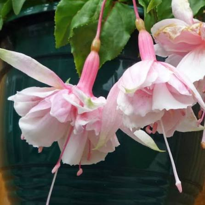 Fuchsia 'Pink Marshmallow' Rare Live Flowering Plant