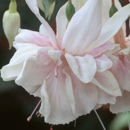 Fuchsia 'Pink Marshmallow' Rare Live Flowering Plant