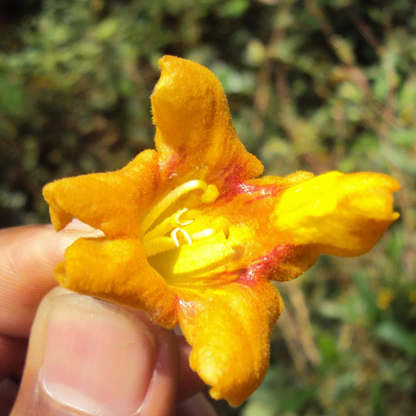Gamhar Tree (Gmelina arborea) Live Plant