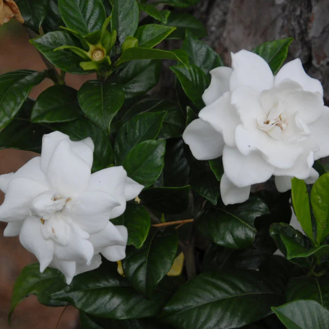 Gandhraj / Gardenia Cape Jasmine Multi Petal (Paarijatham) Highly Fragrant All Time Flowering Live Plant