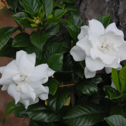 Gandhraj / Gardenia Cape Jasmine Multi Petal (Paarijatham) Highly Fragrant All Time Flowering Live Plant
