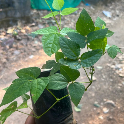 Ganesha vine / Snail vine (Vigna speciosa) Rare Flowering Live Plant