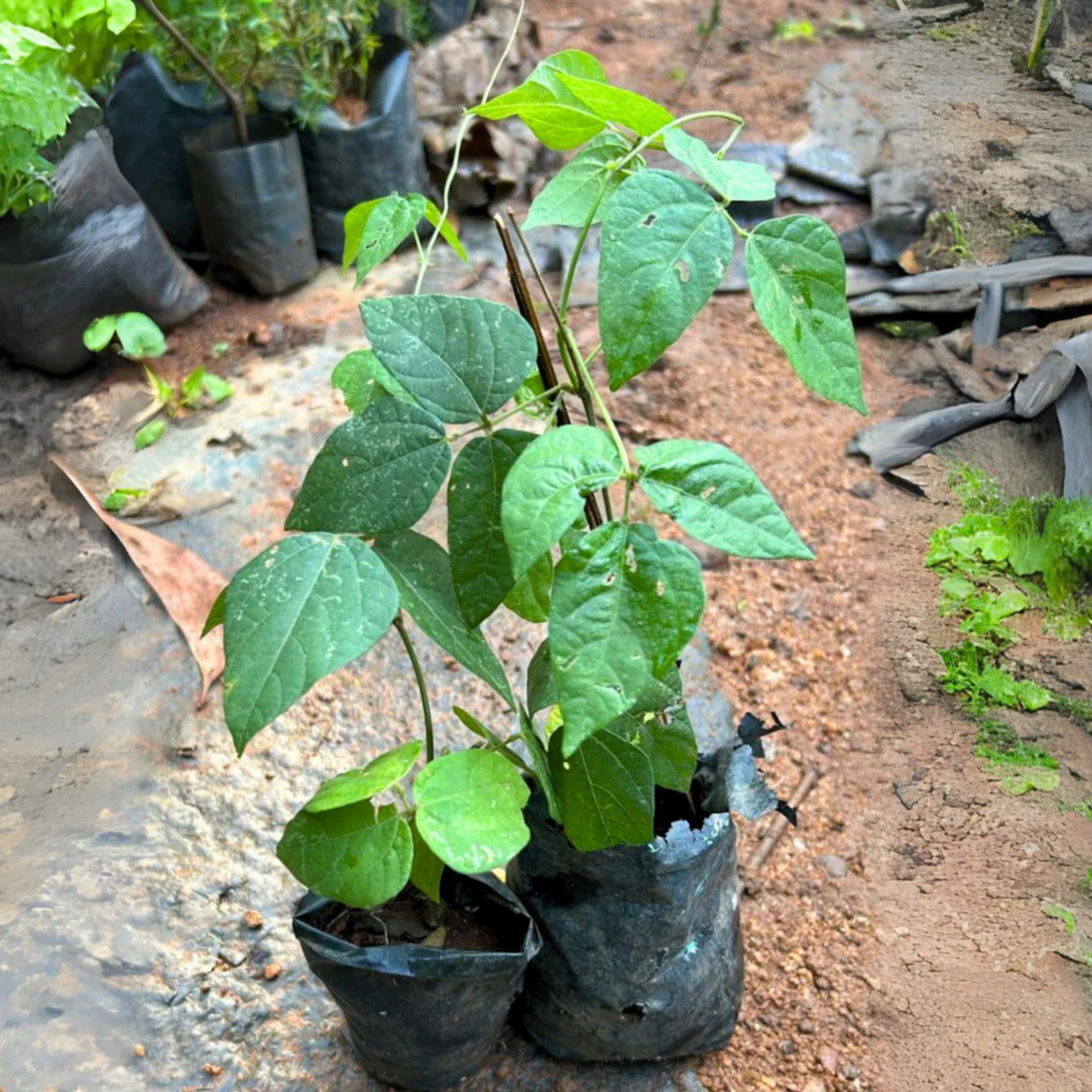 Ganesha vine / Snail vine (Vigna speciosa) Rare Flowering Live Plant