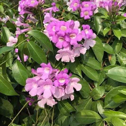 Garlic Vine (Mansoa Alliacea) Creeper/Climber Flowering Live Plant