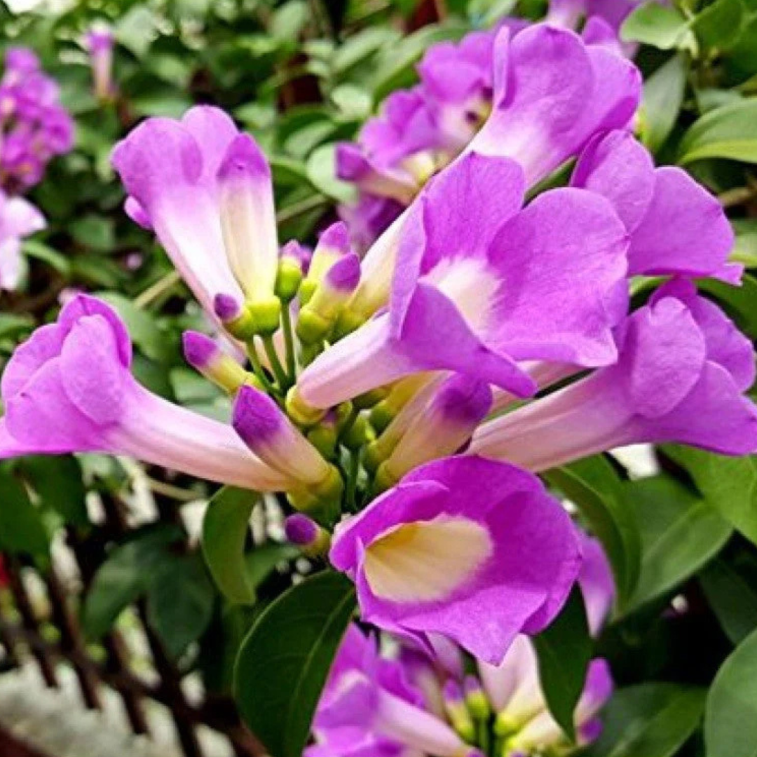 Garlic Vine (Mansoa Alliacea) Creeper/Climber Flowering Live Plant