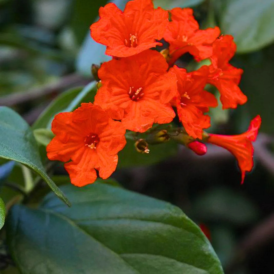 Geiger Tree (Cordia Sebestena) Layered Live Plant