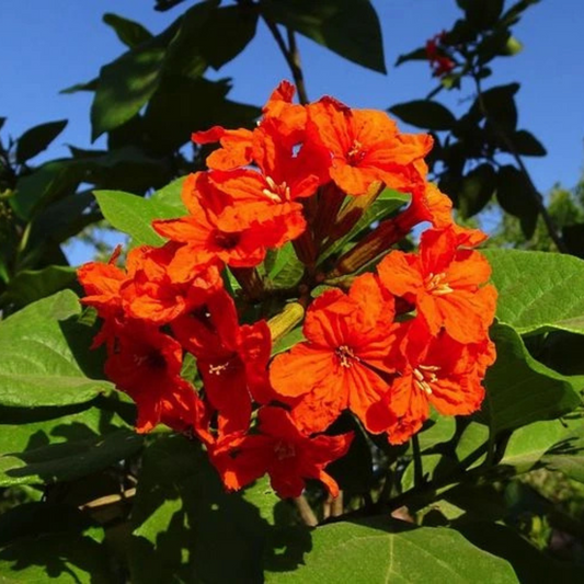 Geiger Tree (Cordia Sebestena) Layered Live Plant