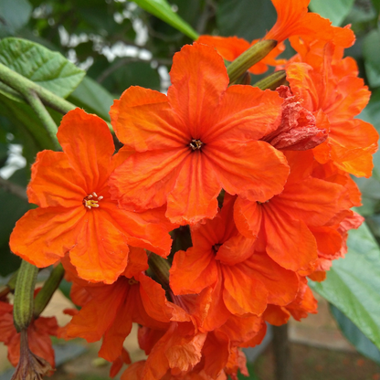 Geiger Tree (Cordia Sebestena) Layered Live Plant