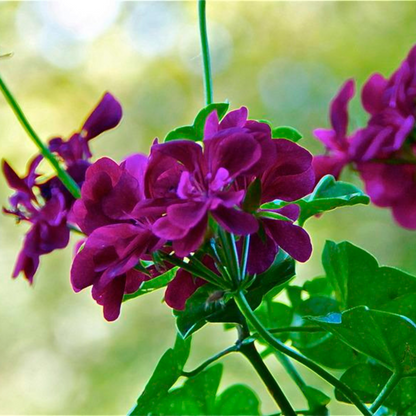 Geranium Ivy Purple Creeper/Climber Flowering Live Plant