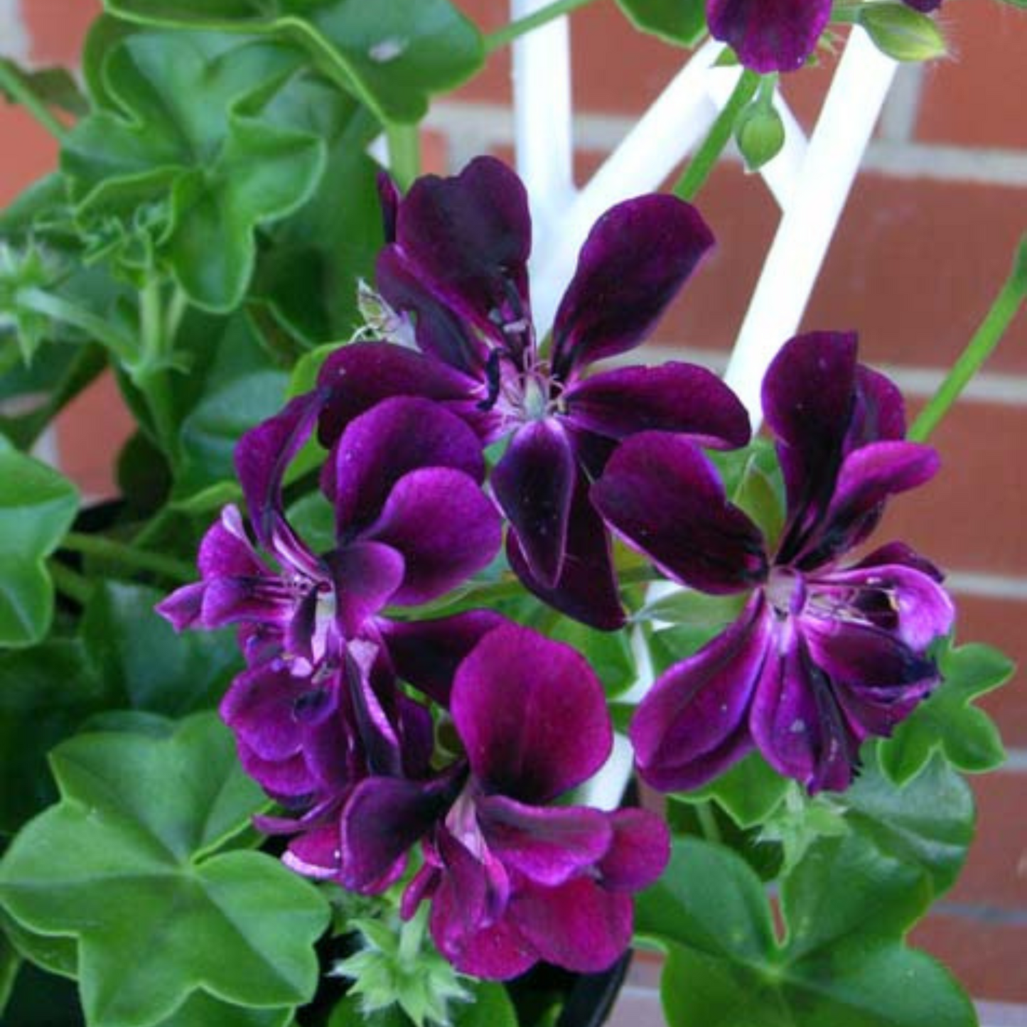 Geranium Ivy Purple Creeper/Climber Flowering Live Plant