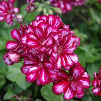 Geranium Ivy Purple and White (Burgundy Bicolor) Creeper/Climber Flowering Live Plant