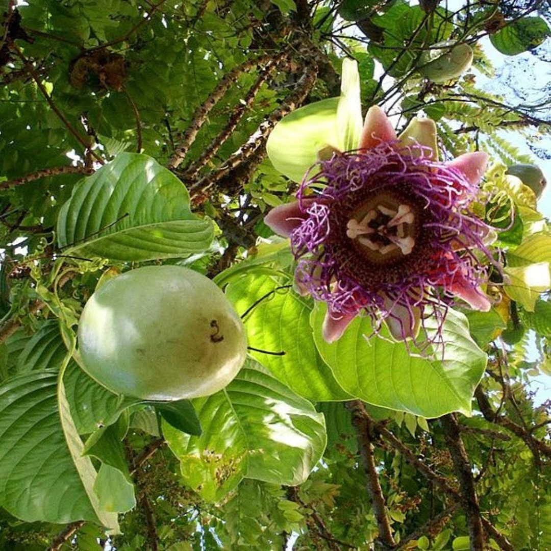 Giant Passion Fruit Flowering Live Plant