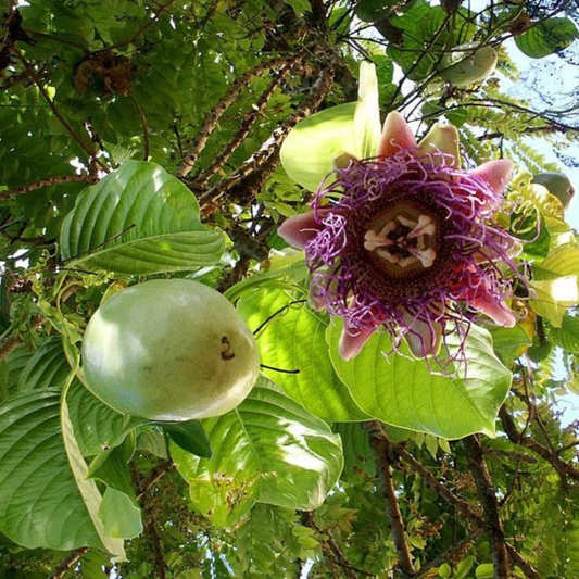 Giant Passion Fruit Flowering Live Plant
