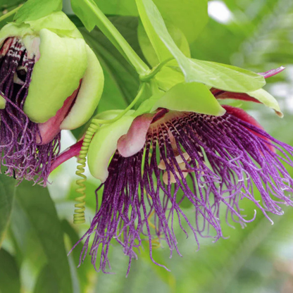 Giant Passion Fruit Flowering Live Plant