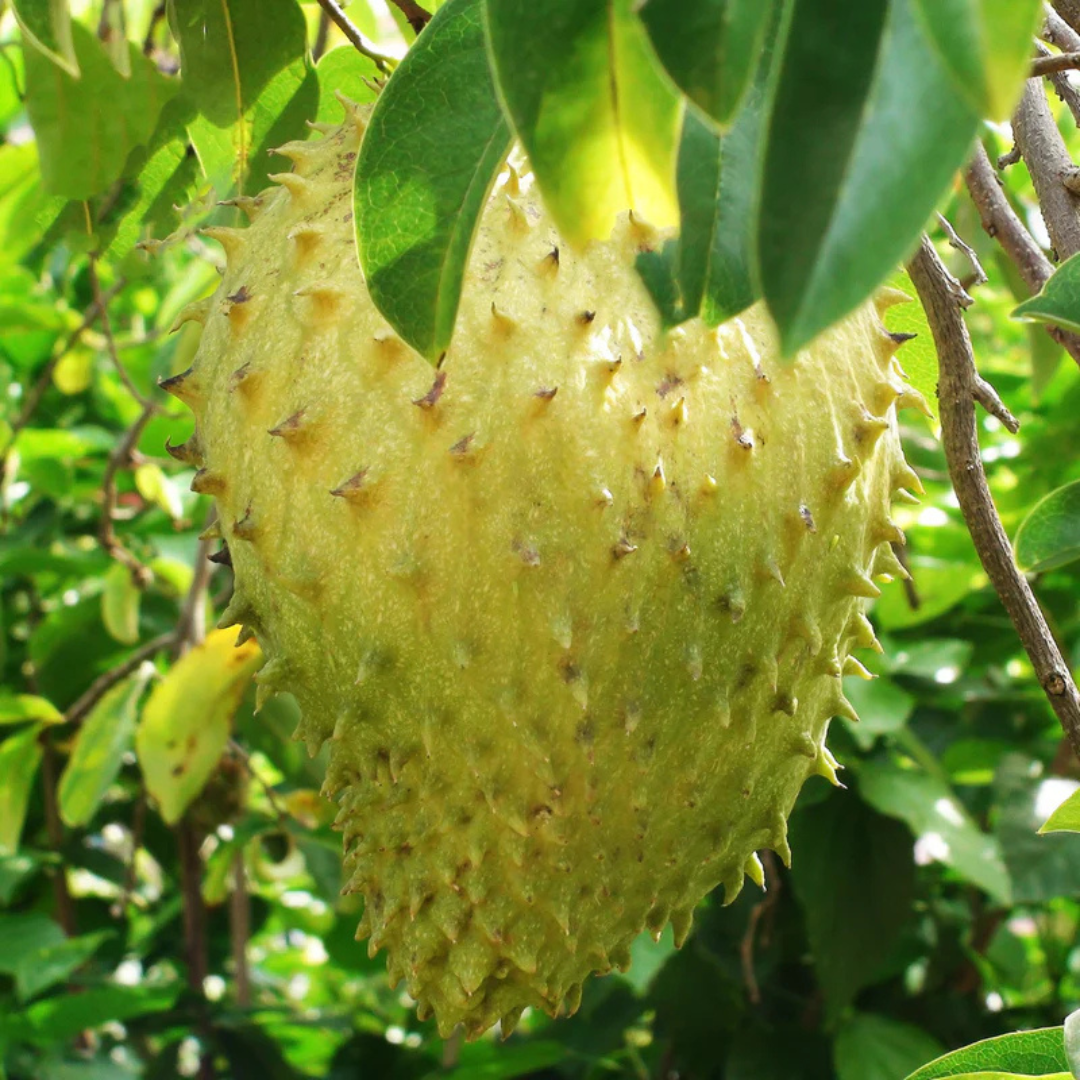 Giant Soursop (Less Seeds) Live Exotic Fruit Plant