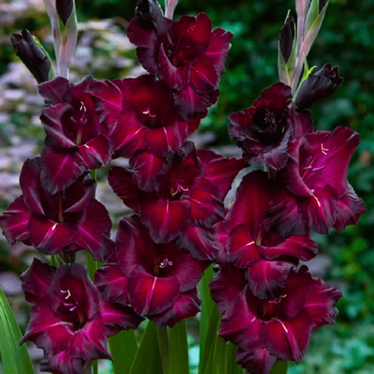 Gladiolus Black Star Flowering Live Plant
