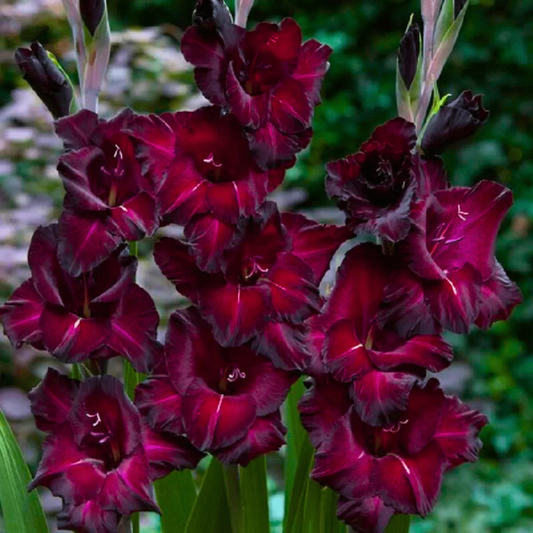 Gladiolus Black Star Flowering Live Plant