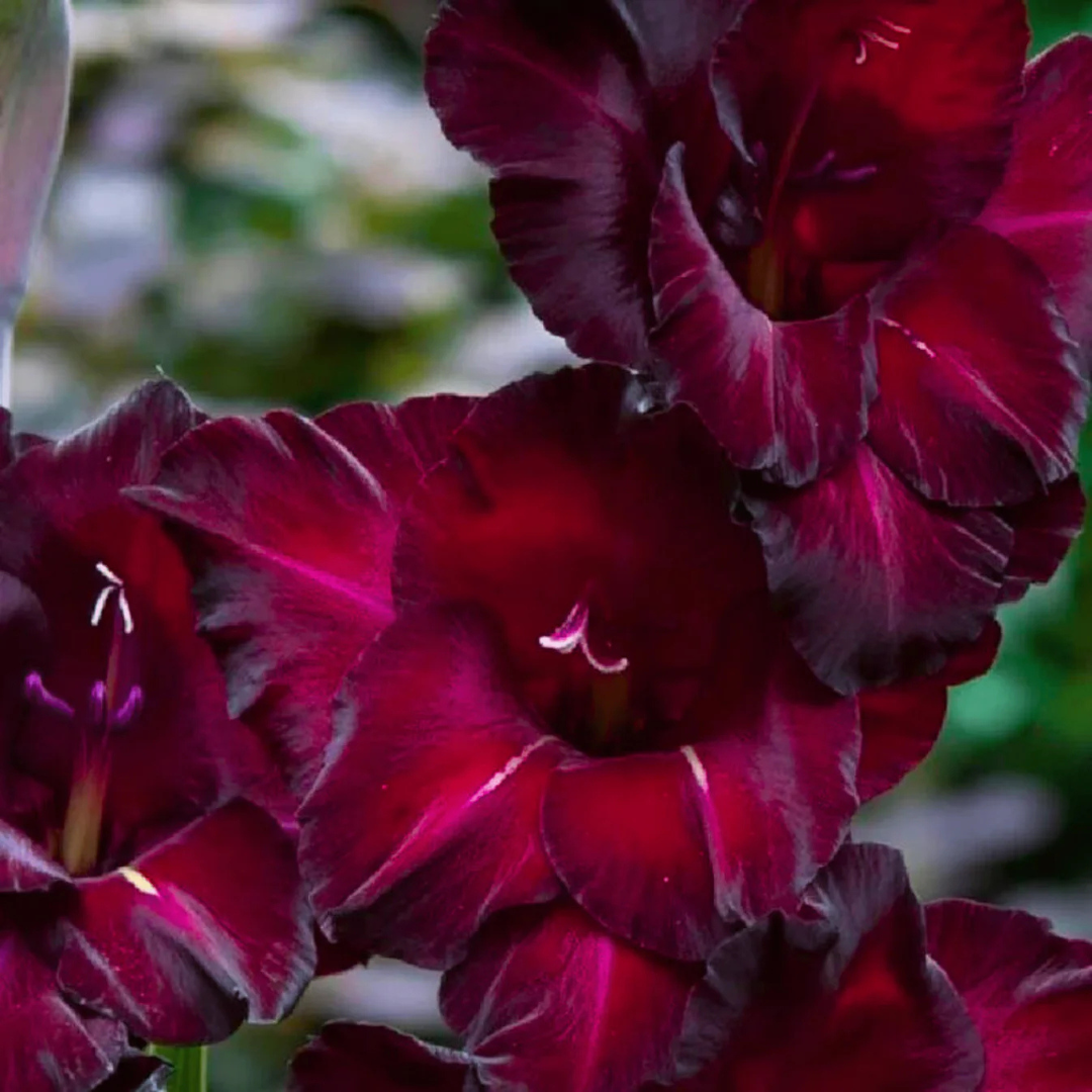 Gladiolus Black Star Flowering Live Plant