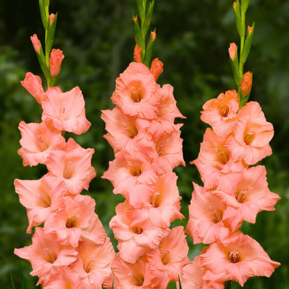 Gladiolus Light Pink Flowering Live Plant