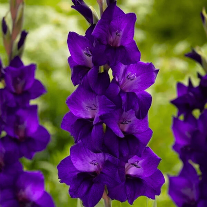 Gladiolus Purple Flowering Live Plant