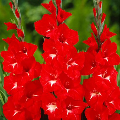 Gladiolus Traderhorn Flowering Live Plant