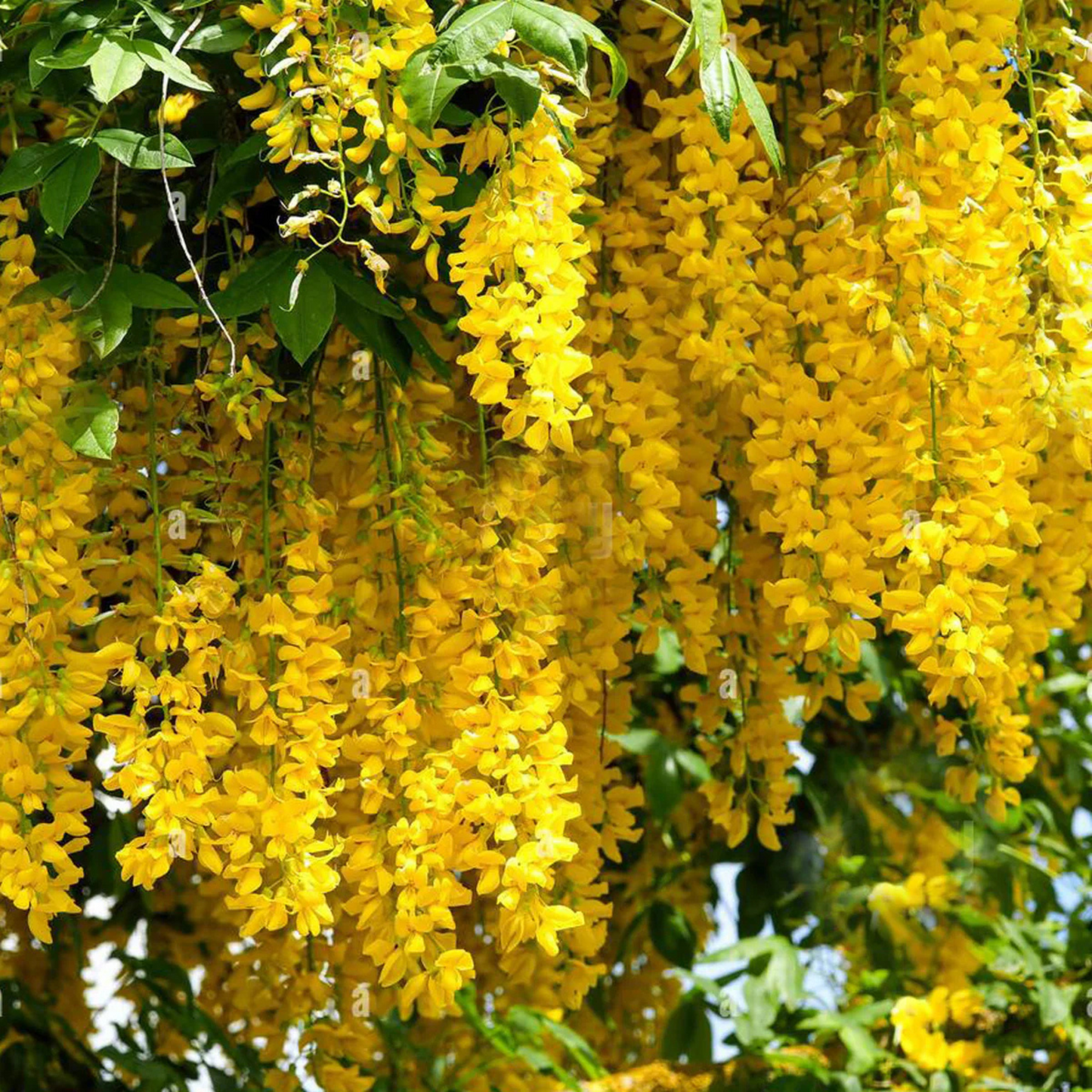 Golden Cascade Creeper/Climber Flowering Live Plant