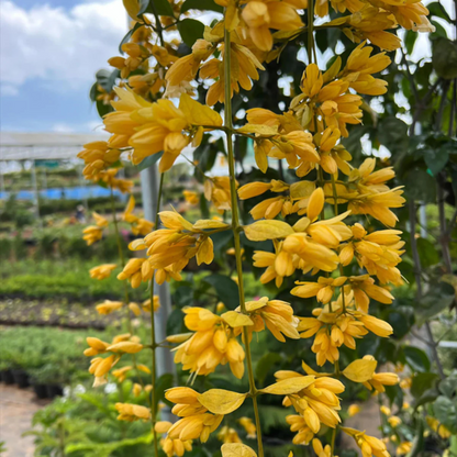 Golden Cascade Creeper/Climber Flowering Live Plant
