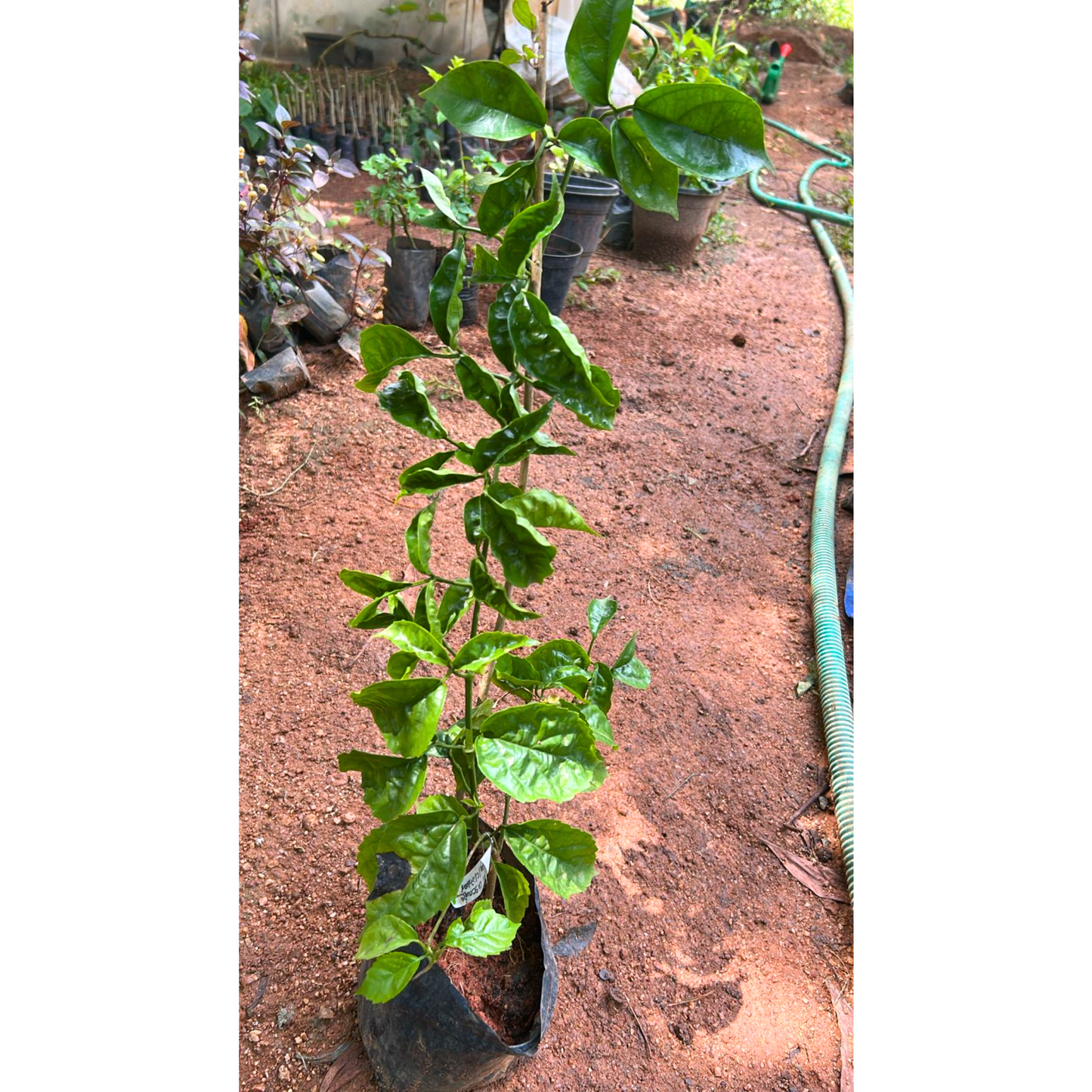 Golden Cascade Creeper/Climber Flowering Live Plant