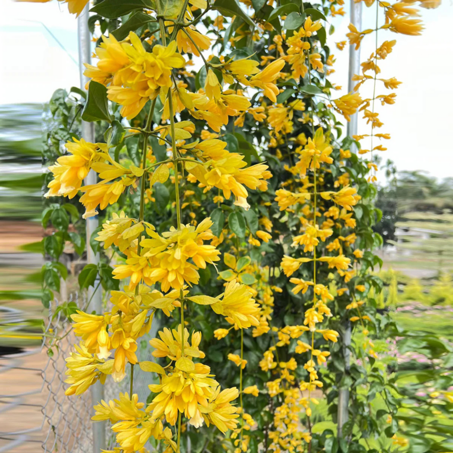 Golden Cascade Creeper/Climber Flowering Live Plant