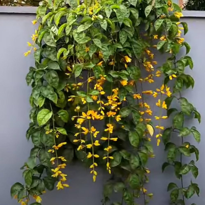 Golden Cascade Creeper/Climber Flowering Live Plant