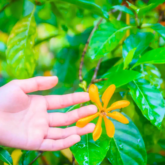 Golden Gardenia/Gandharaj Yellow Highly Fragrant All Time Flowering Live Plant
