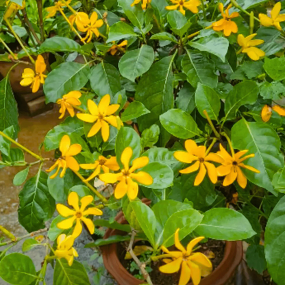 Golden Gardenia/Gandharaj Yellow Highly Fragrant All Time Flowering Live Plant