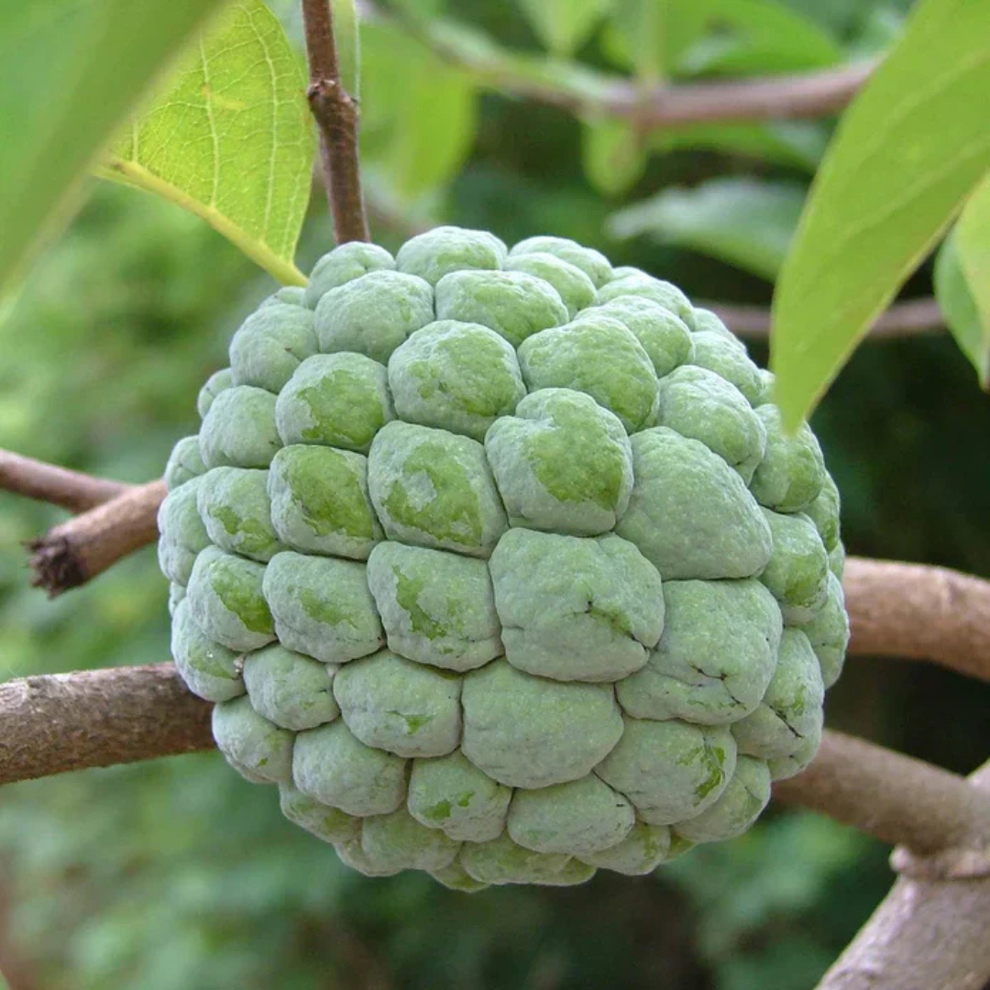 Buy Green Custard Apple (Seethapazham) Grafted Live Plant Online ...