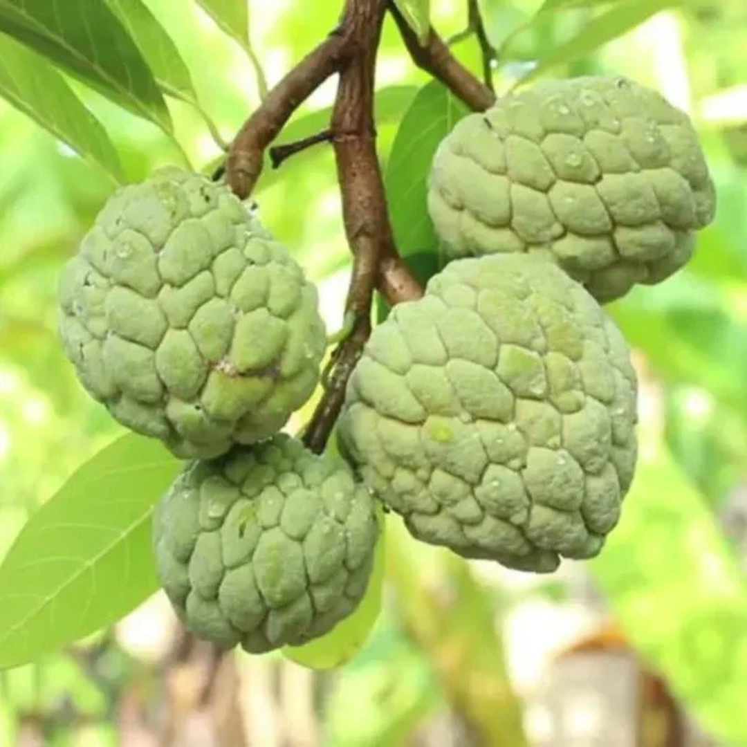Green Custard Apple (Seethapazham) Grafted Live Plant