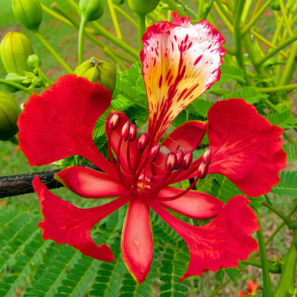 Gulmohar/Royal Poinciana (Delonix regia) Live Plant