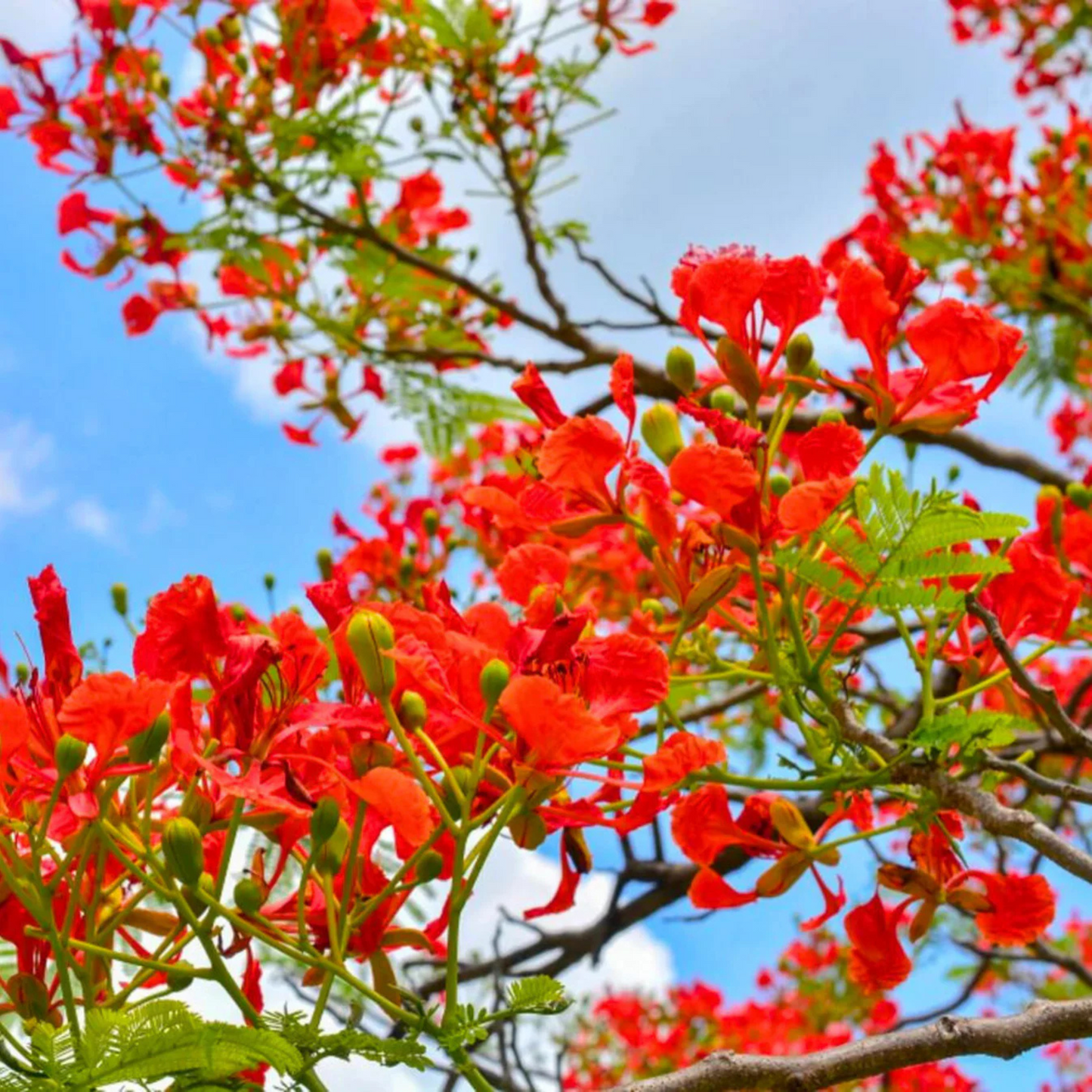 Gulmohar/Royal Poinciana (Delonix regia) Live Plant