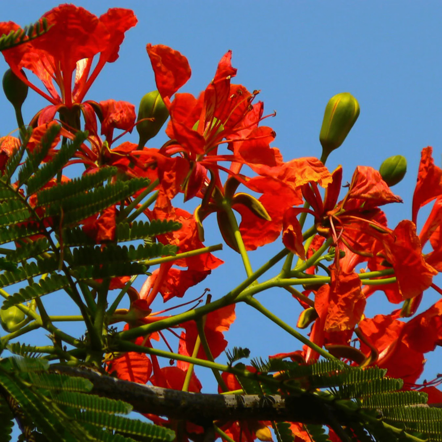 Gulmohar/Royal Poinciana (Delonix regia) Live Plant