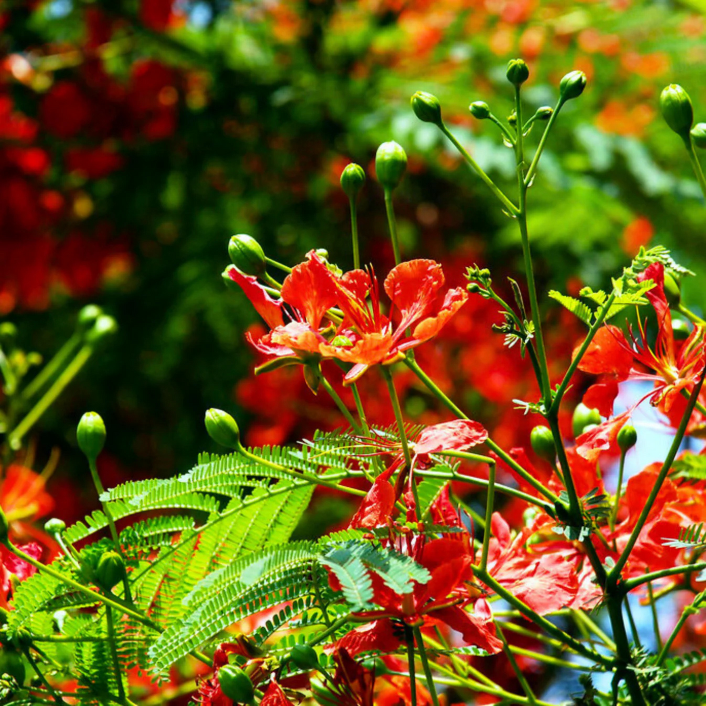 Gulmohar/Royal Poinciana (Delonix regia) Live Plant