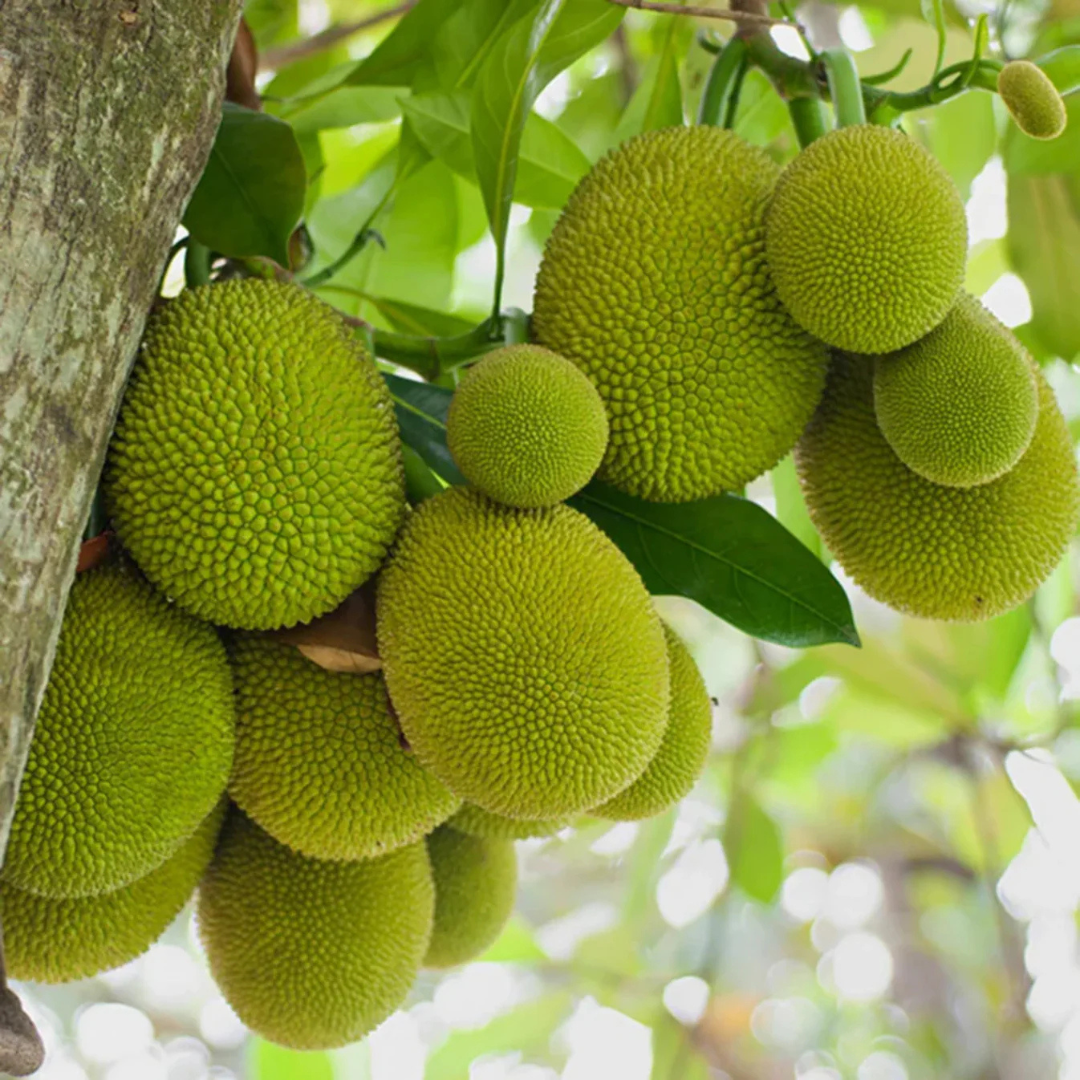 Gumless Jackfruit (Artocarpus heterophyllus) Fruit Live Plant