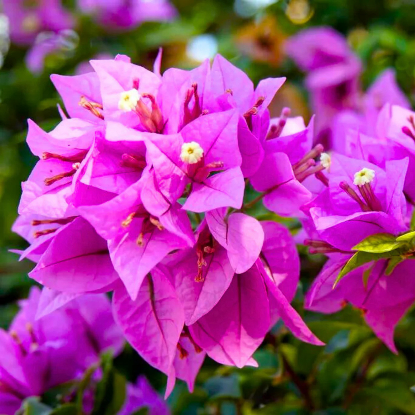 Hanging Bougainvillea Purple (Paper Flower) Flowering Live Plant