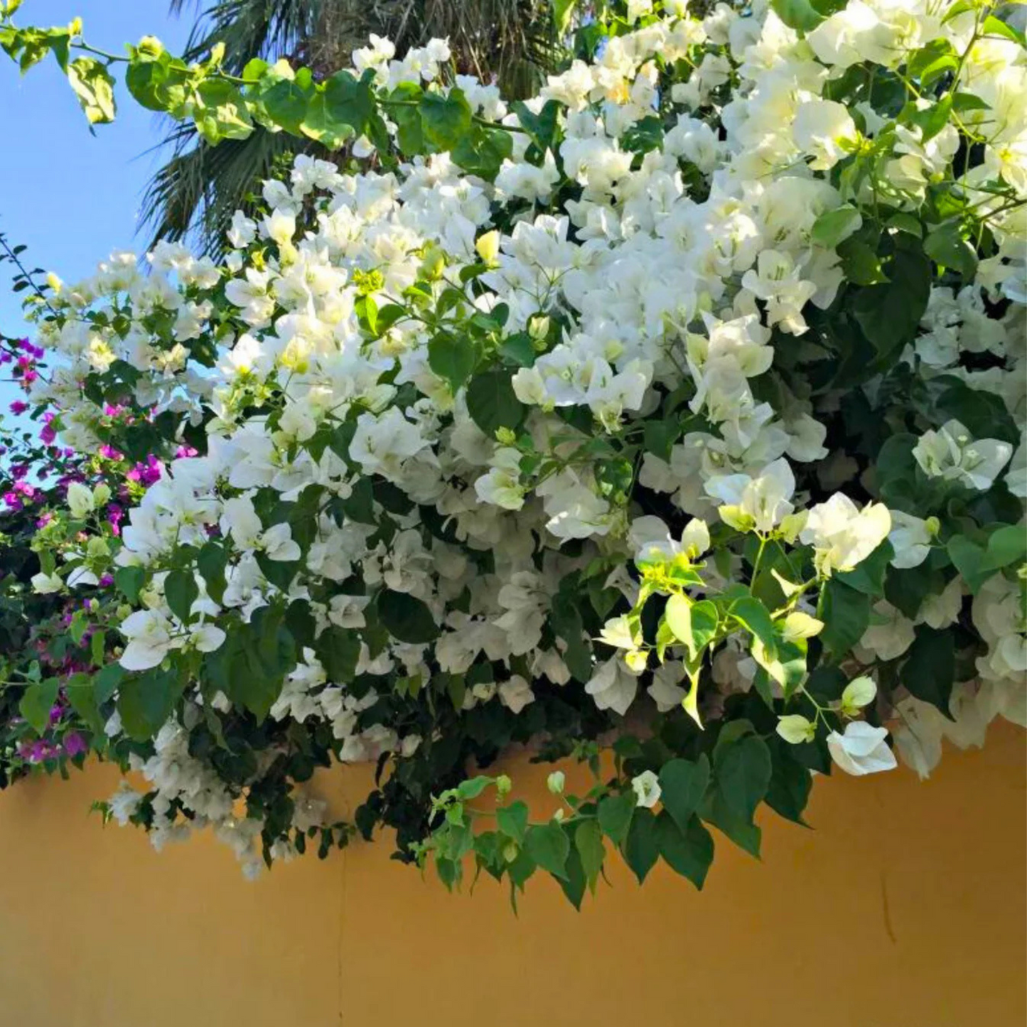 Hanging Bougainvillea White (Paper Flower) Flowering Live Plant
