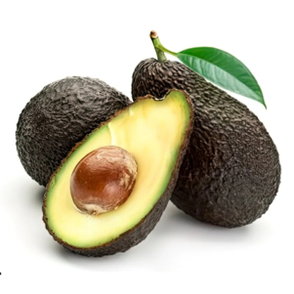 Hass Avocado (Persea americana 'Hass') Grafted Live Plant