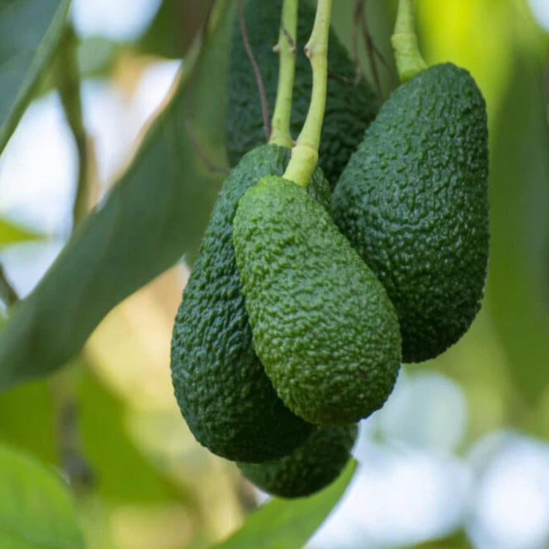 Hass Avocado (Persea americana 'Hass') Grafted Live Plant