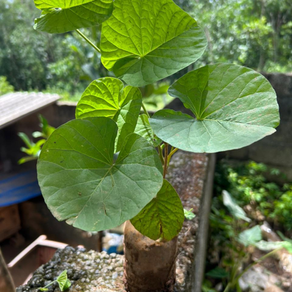 Hawaiian Bell Sunset Vine (Stictocardia Beraviensis) All Time Flowering Live Plant