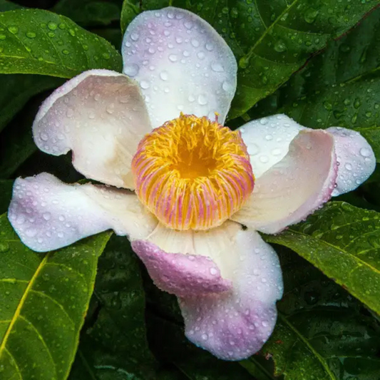 Heaven Lotus (Gustavia Gracillima) Live Plant