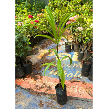 Heaven Lotus (Gustavia Gracillima) Live Plant